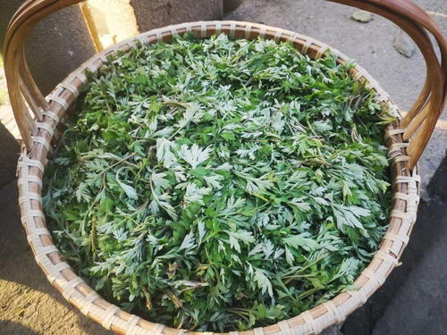 尋味春江 包船采摘野生艾草，手作青團限量500份的匠心之旅