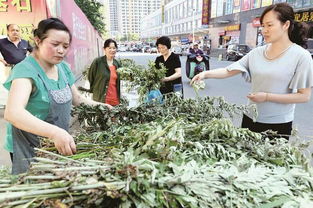 蘄艾產業崛起 出口內銷兩頭俏，小艾草邁向百億大產業新征程